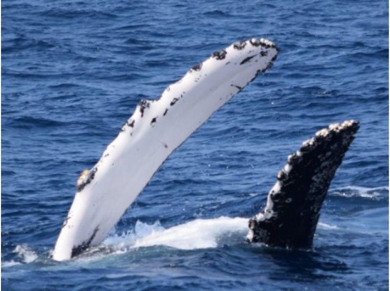 [Last-minute reservations available] Winter only ★ Whale watching from the northern part of the main island of Okinawa ★ Full refund guaranteed (February and March) Recommended for families and couples ★の紹介画像