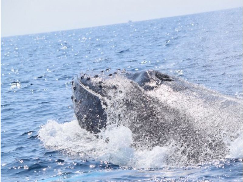 [Last-minute reservations available] Winter only ★ Whale watching from the northern part of the main island of Okinawa ★ Full refund guaranteed (February and March) Recommended for families and couples ★の紹介画像