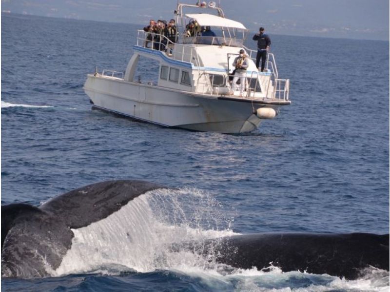 [Last-minute reservations available] Winter only ★ Whale watching from the northern part of the main island of Okinawa ★ Full refund guaranteed (February and March) Recommended for families and couples ★の紹介画像