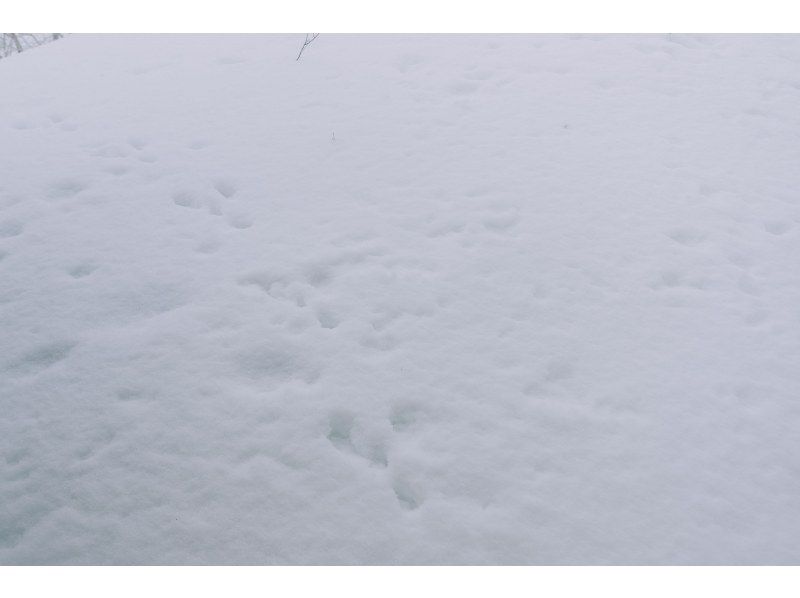 【秋田・田沢湖】雪の絨毯を踏みしめながら自然の美を堪能！スノーシュートレッキングで雪の世界を楽しもう！の紹介画像