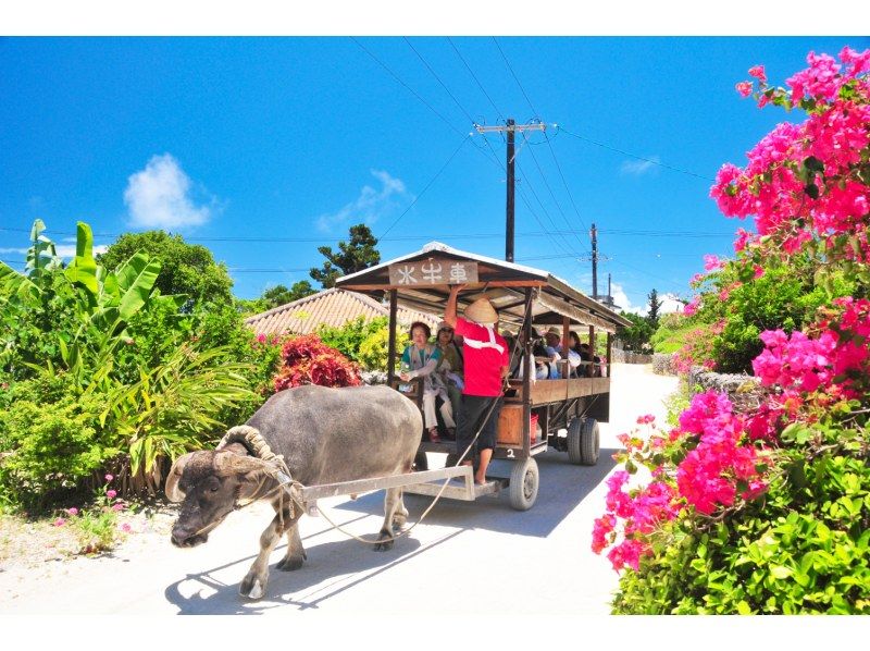 【ジャングル探検3島めぐり】西表島ちょっぴりジャングル探検と由布島＋選べる竹富島観光＜7時間～／昼食付／E-3T＞の紹介画像