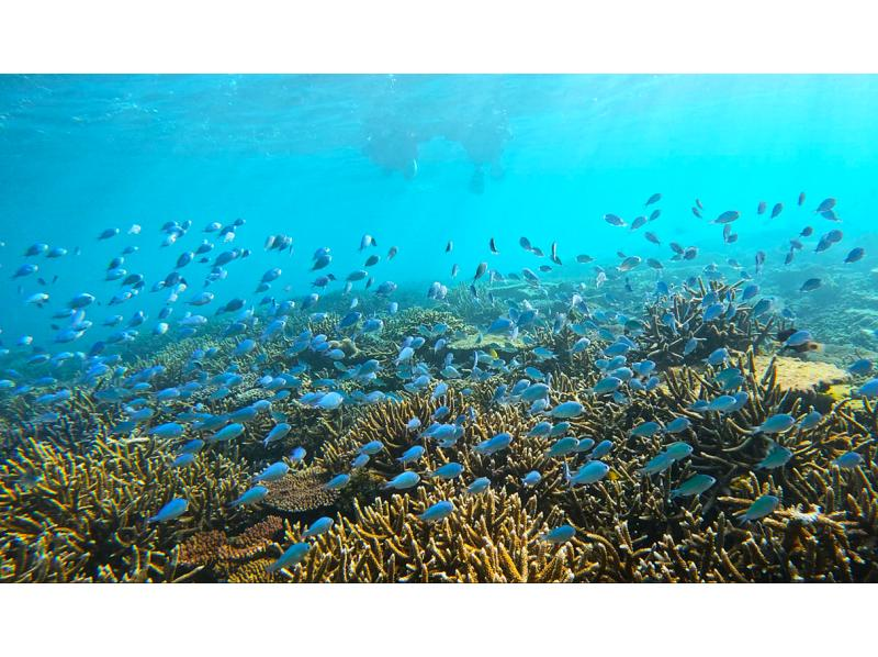 [沖繩、伊良部島]獨木舟之旅！小丑魚與珊瑚浮潛♪の紹介画像