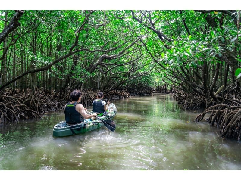 [Ishigaki Island / 1 day] Mangrove drone & SUP/Kayak with SLR + Blue Cave Sea Turtle Encounter Rate 99.9% Snorkeling & Kabira Bay Drone & Healing Waterfallの紹介画像