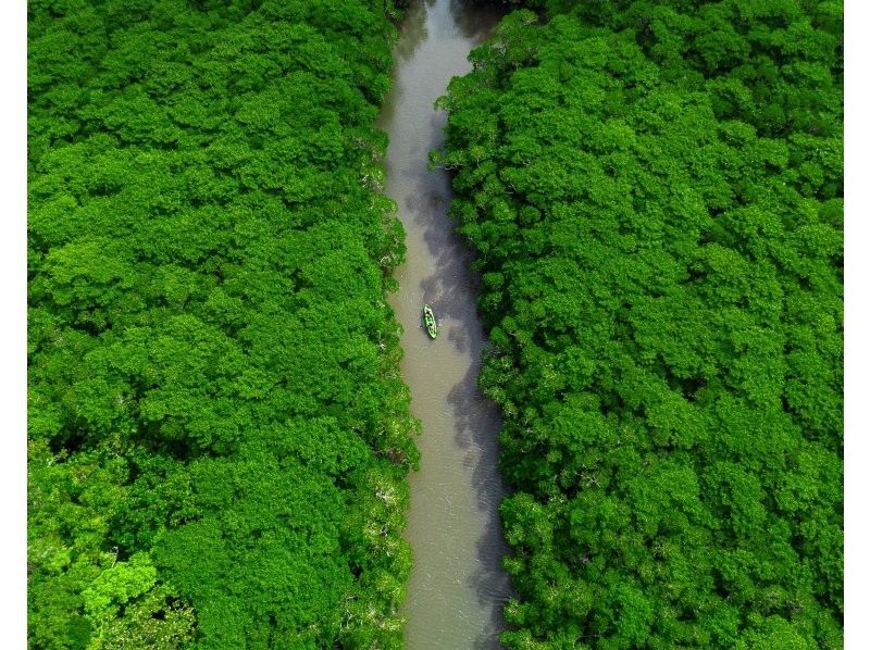 [Ishigaki Island / 1 day] Mangrove drone & SUP/Kayak with SLR + Blue Cave Sea Turtle Encounter Rate 99.9% Snorkeling & Kabira Bay Drone & Healing Waterfallの紹介画像