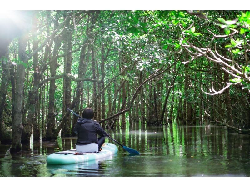 [Ishigaki Island / 1 day] Mangrove drone & SUP/Kayak with SLR + Blue Cave Sea Turtle Encounter Rate 99.9% Snorkeling & Kabira Bay Drone & Healing Waterfallの紹介画像