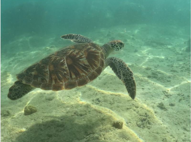 【那覇・糸満周辺・ビーチシュノーケリング】ウミガメと泳げる！？★天然の水族館で絶景ツアー★泳げない方も大歓迎の紹介画像