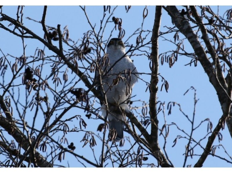 [Hokkaido, Tokachi] Early morning canoe tour on the Tokachi River, listening to the river mist and the chirping of wild birds. "Good Morning Twin Canoe River Cruise"の紹介画像