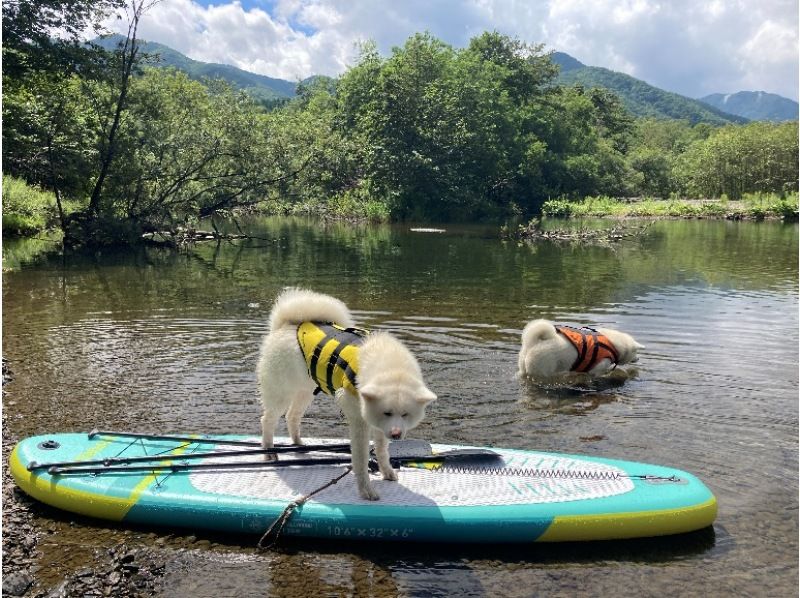 [Hokkaido, Tokachi] Near Obihiro Airport, reserved for one group! A niche spot at the foot of Hidaka Mountains National Park with outstanding transparency and location <Mirror Water SUP Stand Up Paddleboarding Experience>の紹介画像