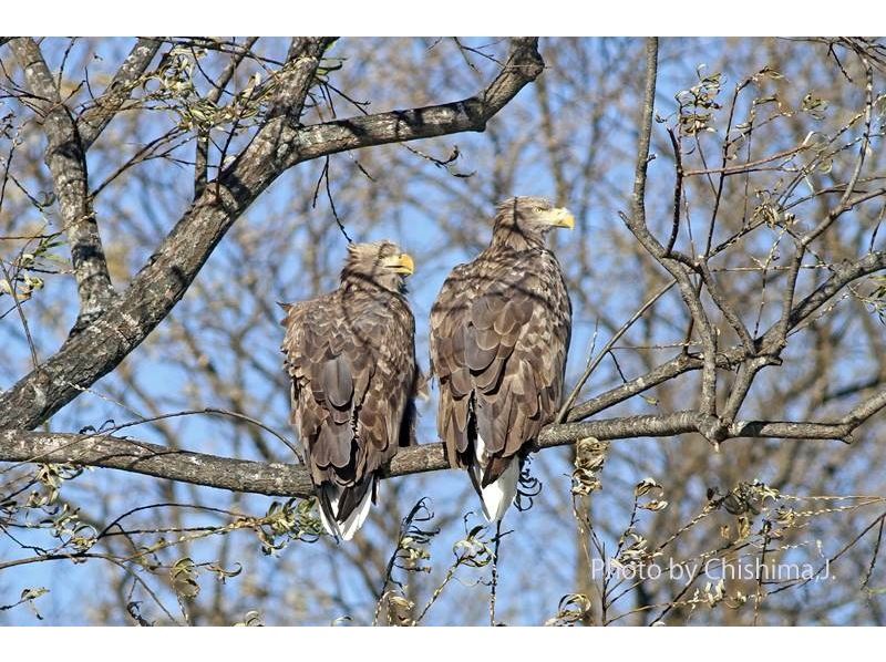 [Hokkaido, Tokachi] Photogenic Winter Tokachi River - River Mist, Hoarfrost, Diamond Dust, and Ice Flowers Blooming Canoe Tour (Winter Shibare River Photo River Cruise)の紹介画像