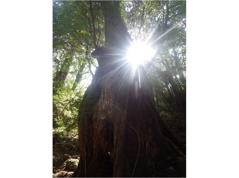 [ 가고시마 · 야쿠시마 ] 이끼 숲에서 휴식 시간 [약 7 시간]の紹介画像
