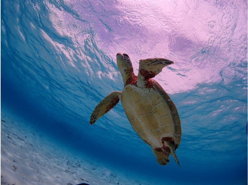 【沖縄・宮古島】八重干瀬半日シュノーケルツアー！女性ダイビングインストラクターで少人数制だから安心（水中撮影・ドローン撮影無料）の紹介画像