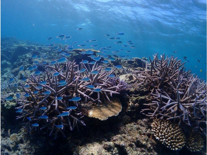 【沖縄・宮古島】八重干瀬半日シュノーケルツアー！女性ダイビングインストラクターで少人数制だから安心（水中撮影・ドローン撮影無料）の紹介画像