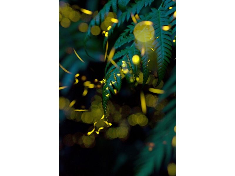 【沖縄・西表島】1年で2か月しか見れない春限定のヤエヤマホタル鑑賞ツアーの紹介画像