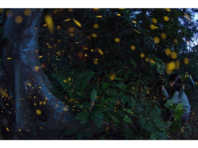 【沖縄・西表島】3月・4月限定のヤエヤマホタル撮影ツアーの紹介画像