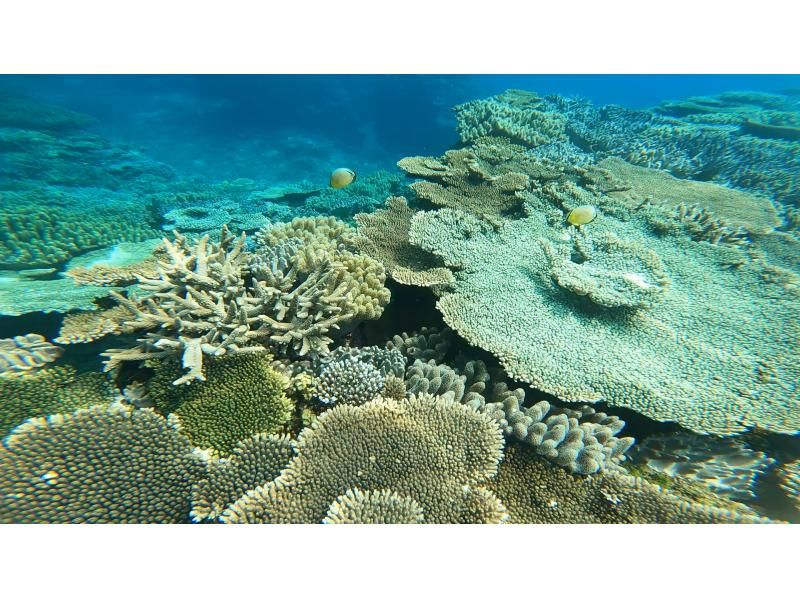 Go from a popular spot! Beach snorkeling ♪の紹介画像