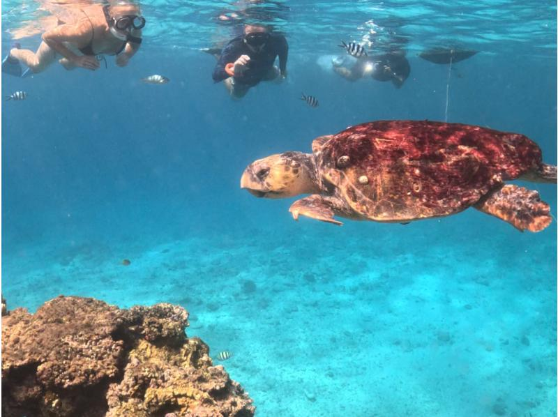 【慶良間・半日】当日予約もOK！シュノーケルツアー★泳げなくても大丈夫！手ぶらで参加できる天然の水族館！の紹介画像
