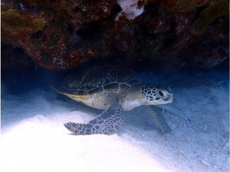 【慶良間・半日】当日予約もOK！シュノーケルツアー★泳げなくても大丈夫！手ぶらで参加できる天然の水族館！の紹介画像