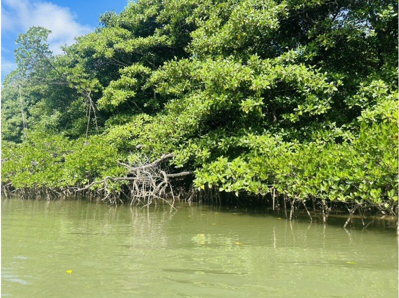 ★Free cancellation in case of rain★ Presented by an island-born and island-raised person!! Don't worry about the rain! Mangrove kayaking tour! Free photo data included!の紹介画像