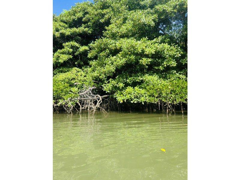 ★Free cancellation in case of rain★ Presented by an island-born and island-raised person!! Don't worry about the rain! Mangrove kayaking tour! Free photo data included!の紹介画像