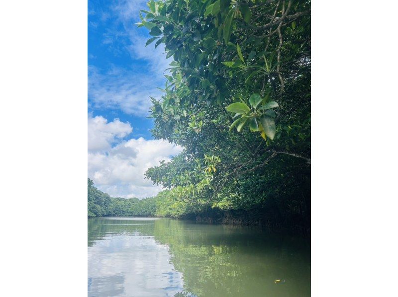 ★Free cancellation in case of rain★ Presented by an island-born and island-raised person!! Don't worry about the rain! Mangrove kayaking tour! Free photo data included!の紹介画像