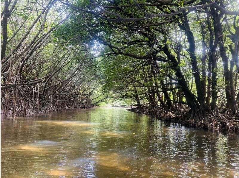 ★Free cancellation in case of rain★ Presented by an island-born and island-raised person!! Don't worry about the rain! Mangrove kayaking tour! Free photo data included!の紹介画像