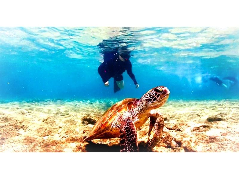 【那覇・糸満】直前予約OK☆朝活しよう！ウミガメと早朝シュノーケリング♪ウミガメ遭遇率高めだよ♪の紹介画像