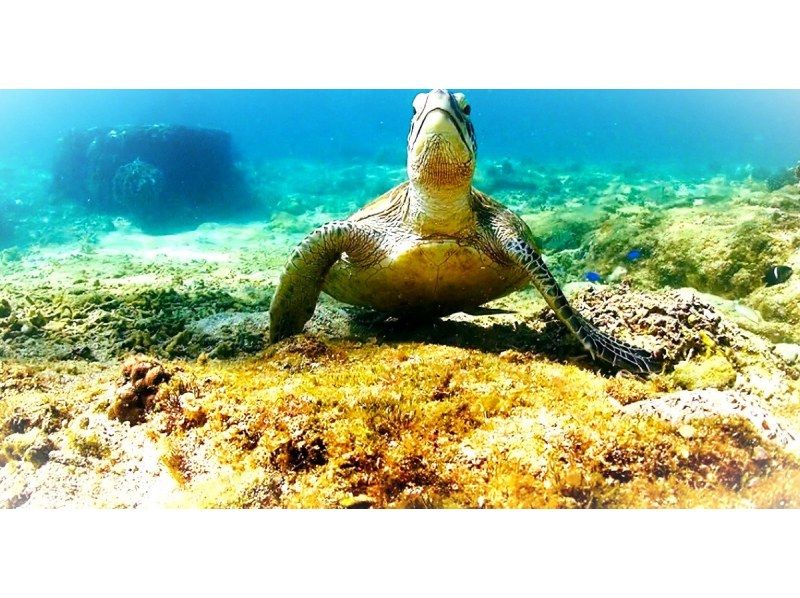 【那覇・糸満】直前予約OK☆朝活しよう！ウミガメと早朝シュノーケリング♪ウミガメ遭遇率高めだよ♪の紹介画像
