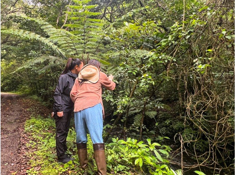 【鹿児島・奄美】北部〜名瀬エリア送迎可能！ “1組貸切” おひとりご参加OK、女性ガイドが案内する マングローブカヤック＆プチ観光ツアーの紹介画像