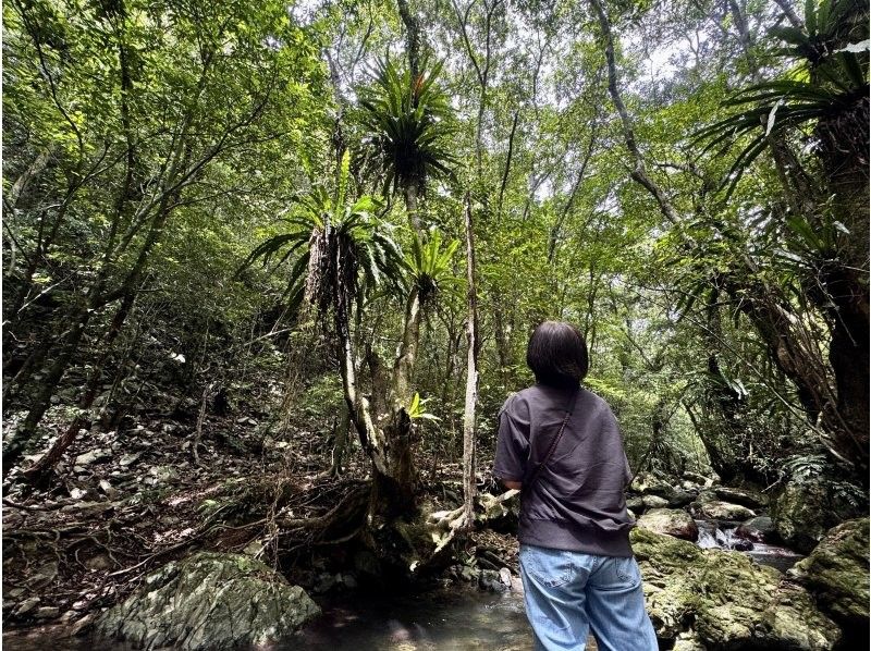 【鹿児島・奄美】北部〜名瀬エリア送迎可能！ “1組貸切” おひとりご参加OK、女性ガイドが案内する マングローブカヤック＆プチ観光ツアーの紹介画像
