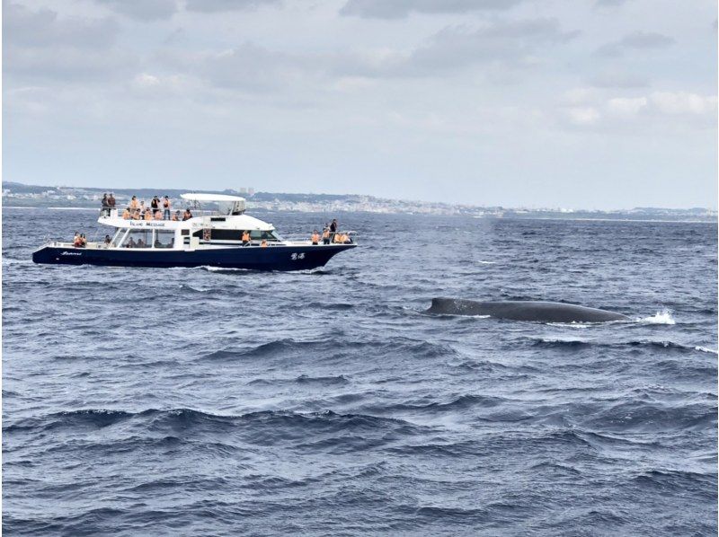 [Half-day tour from Chatan, Okinawa] \ March 2026 only! Spacious whale watching tour for up to 30 people ☆ Money-back guarantee available from March 1st to March 15th ☆の紹介画像