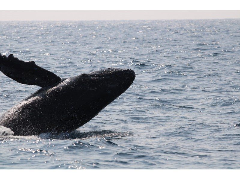 [Half-day tour from Chatan, Okinawa] \ March 2026 only! Spacious whale watching tour for up to 30 people ☆ Money-back guarantee available from March 1st to March 15th ☆の紹介画像