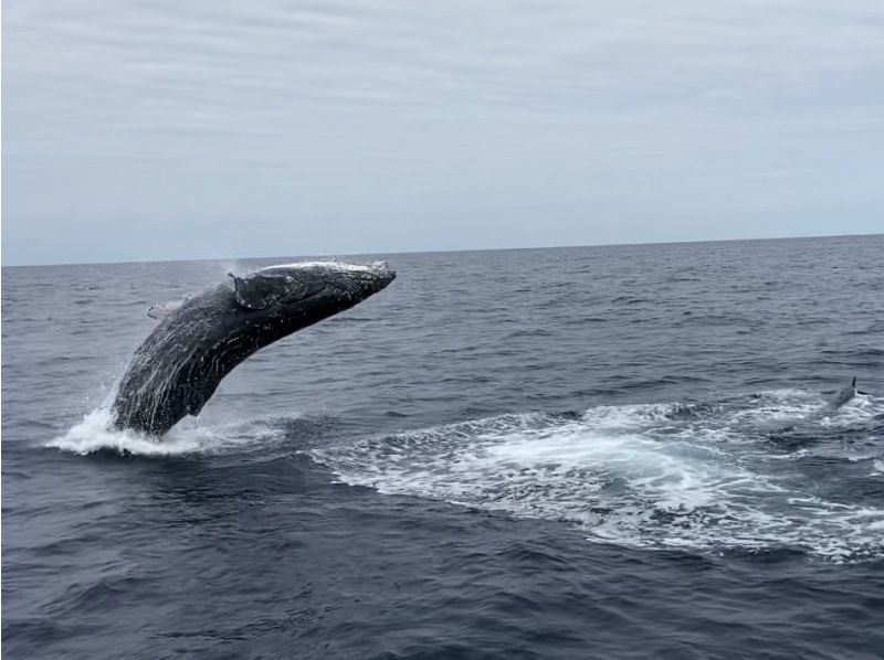 [Half-day tour from Chatan, Okinawa] \ March 2026 only! Spacious whale watching tour for up to 30 people ☆ Money-back guarantee available from March 1st to March 15th ☆の紹介画像