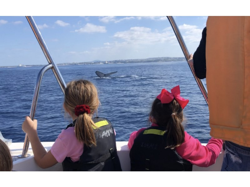 [Half-day tour from Chatan, Okinawa] \ March 2026 only! Spacious whale watching tour for up to 30 people ☆ Money-back guarantee available from March 1st to March 15th ☆の紹介画像