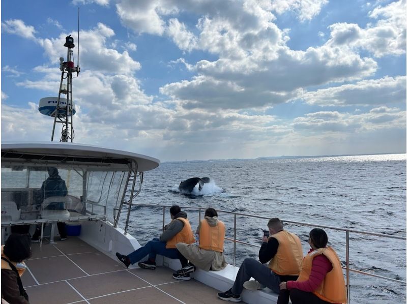 [Half-day tour from Chatan, Okinawa] \ March 2026 only! Spacious whale watching tour for up to 30 people ☆ Money-back guarantee available from March 1st to March 15th ☆の紹介画像