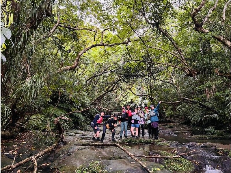 [Okinawa, Iriomote Island] A gentle and authentic experience course! Mangrove Kayaking & Kula Fallsの紹介画像