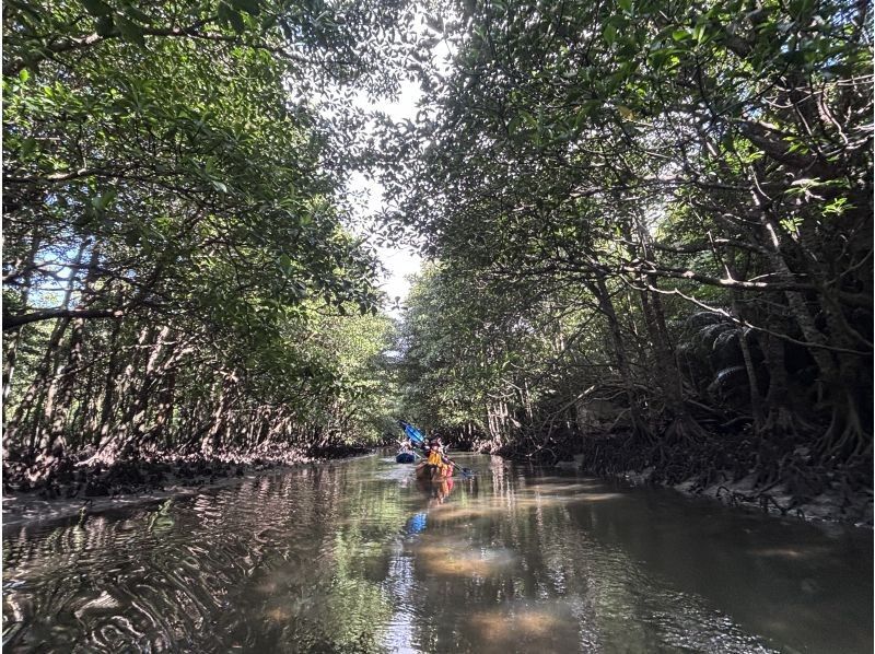 [Okinawa, Iriomote Island] A gentle and authentic experience course! Mangrove Kayaking & Kula Fallsの紹介画像