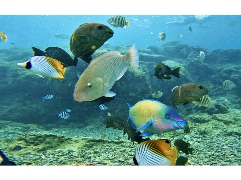 1組貸切【地元ガイドと特別な海体験】シュノーケル&bull;ビーチ洞窟探検／写真動画取り放題付き／即スマホへ／追加料金なし／穏やかな海で初心者も安心の紹介画像