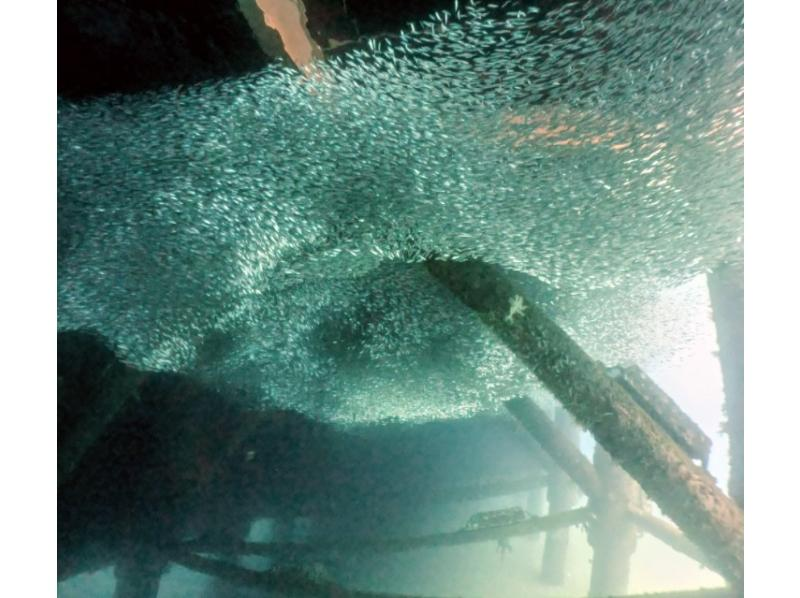 体験/FUNダイビング【沖縄本島・ゴリラチョップ等】♡ 初心者・お一人様・グループ（日本語・English）の紹介画像