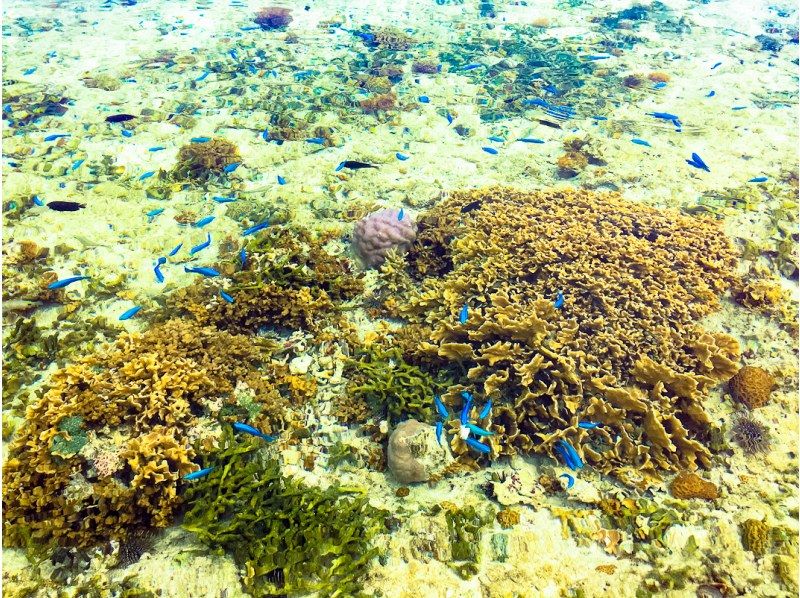 【沖縄・恩納村】干潮限定！歩いて行く無人島ツアー【貸切ガイド・写真付き】｜無人島周囲に広がるサンゴ礁は天然の水族館│水着不要！の紹介画像