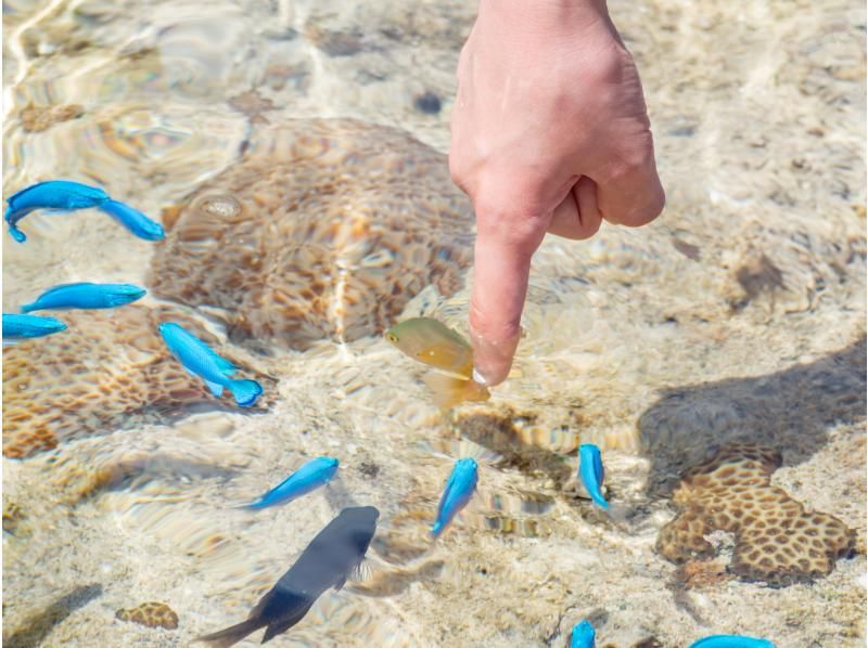 【沖縄・恩納村】干潮限定！歩いて行く無人島ツアー【貸切ガイド・写真付き】｜無人島周囲に広がるサンゴ礁は天然の水族館│水着不要！の紹介画像