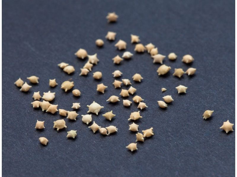 【沖縄・恩納村】干潮限定！歩いて行く無人島ツアー【貸切ガイド・写真付き】｜無人島周囲に広がるサンゴ礁は天然の水族館│水着不要！の紹介画像