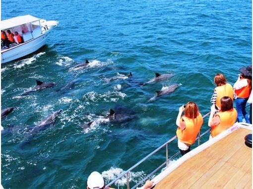 519【熊本・天草】路線バスの旅:野生のイルカウォッチングとジューシーバーガーセット 519【熊本・天草】路線バスの旅:野生のイルカウォッチングとジューシーバーガーセット