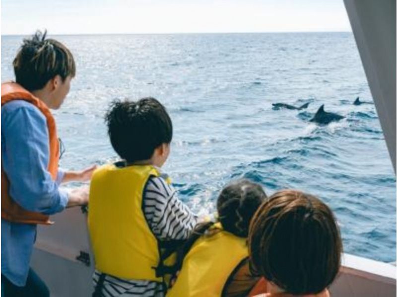 519 [熊本/天草] 巴士之旅：观赏野生海豚和美味汉堡套餐の紹介画像