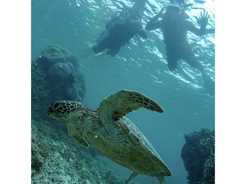 【沖縄・宮古島】透明度抜群！サンゴが広がるビーチでシュノーケリング〜ウミガメやニモにも会える！撮影データプレゼント（初心者・当日予約OK）の紹介画像