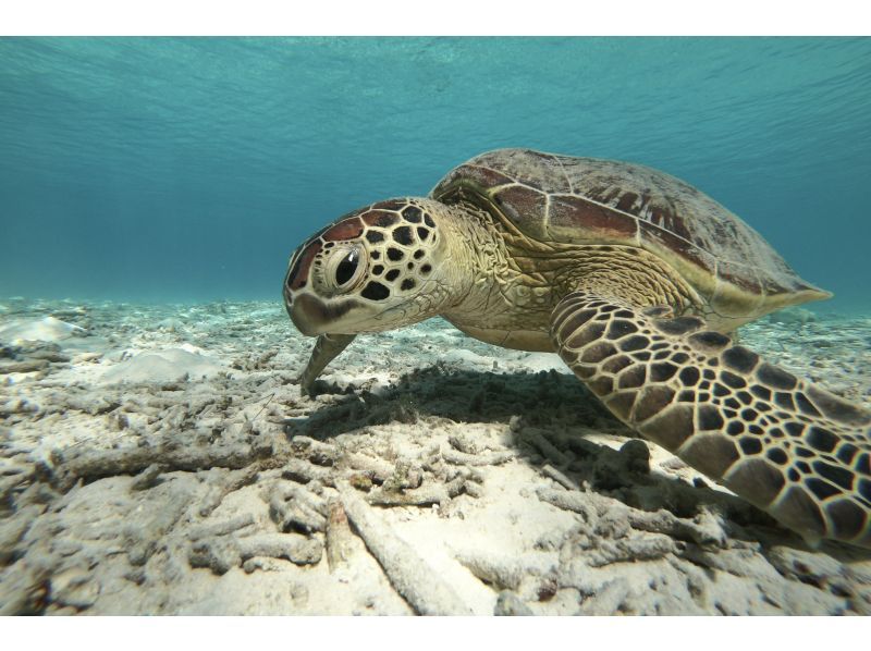 【沖縄・宮古島】透明度抜群！サンゴが広がるビーチでシュノーケリング〜ウミガメやニモにも会える！撮影データプレゼント（初心者・当日予約OK）の紹介画像