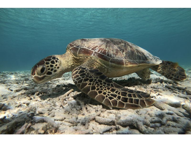 【沖縄・宮古島】透明度抜群！サンゴが広がるビーチでシュノーケリング〜ウミガメやニモにも会える！撮影データプレゼント（初心者・当日予約OK）の紹介画像