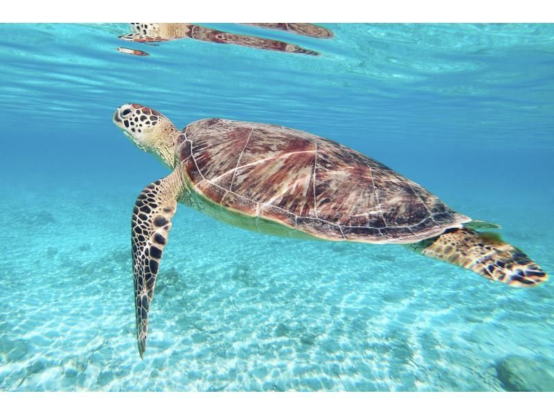 【沖縄・宮古島】透明度抜群！サンゴが広がるビーチでシュノーケリング〜ウミガメやニモにも会える！撮影データプレゼント（初心者・当日予約OK）の紹介画像