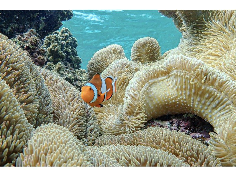 【沖縄・宮古島】透明度抜群！サンゴが広がるビーチでシュノーケリング〜ウミガメやニモにも会える！撮影データプレゼント（初心者・当日予約OK）の紹介画像
