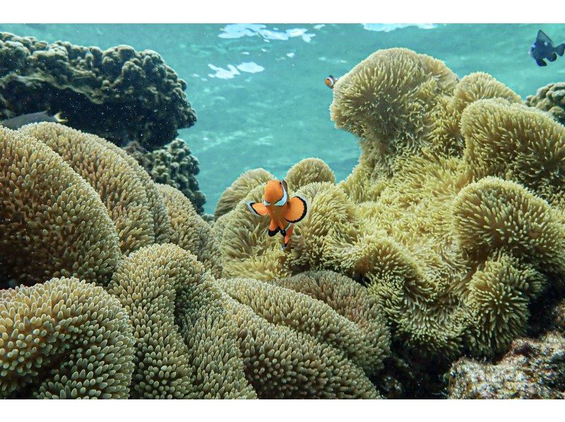 【沖縄・宮古島】透明度抜群！サンゴが広がるビーチでシュノーケリング〜ウミガメやニモにも会える！撮影データプレゼント（初心者・当日予約OK）の紹介画像