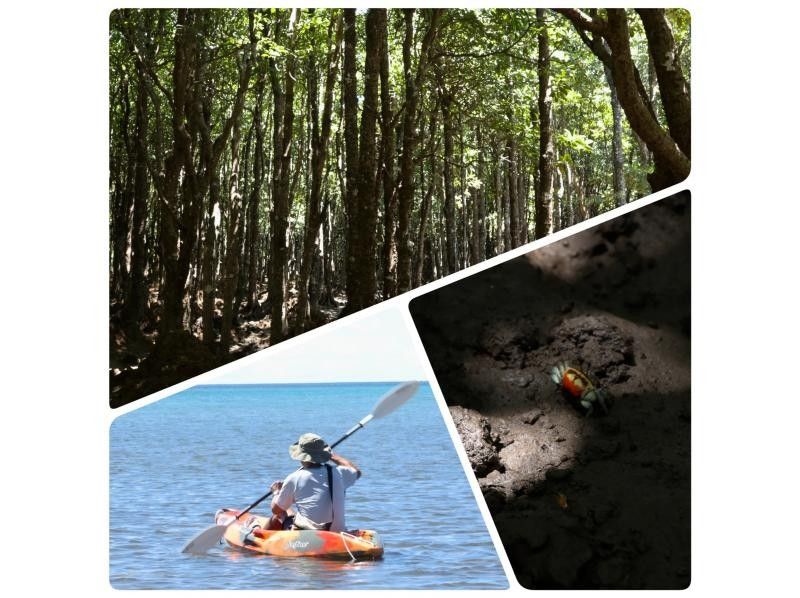[Ishigaki Island / Private Tour for 1 Group] ☆Fukidori River Mangrove & Sunset Tour☆ [Participants from 1 year old] Especially recommended for families with children! Over 95% are beginners!の紹介画像
